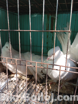 এক জোড়া (লক্ষা) রানিং এডাল্ট